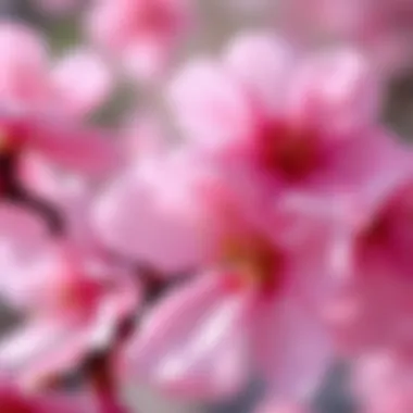 Vibrant Cherry Blossom Petals Close-up of cherry blossom petals in a vibrant artistic interpretation