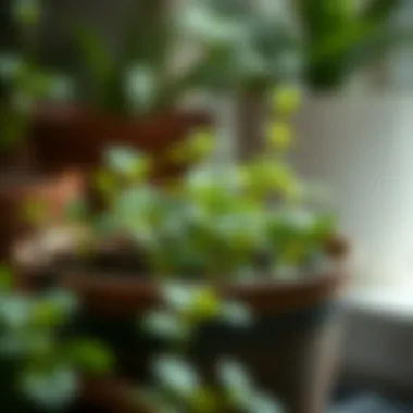 Close-up of a well-maintained 12 inch potting container with healthy plants