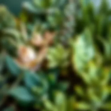 Close-up of a diverse selection of live plants showcasing different textures and colors