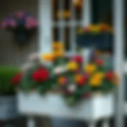 A beautifully arranged outside plant box with vibrant flowers