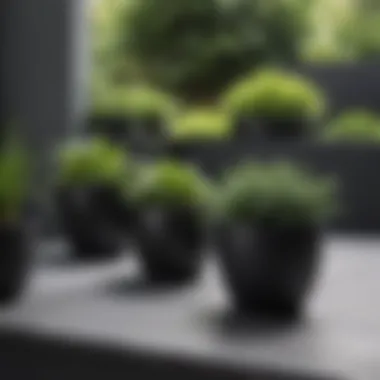 Stylish outdoor garden design featuring black plastic pots as focal points