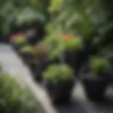 A vibrant garden showcasing various plants in black plastic pots