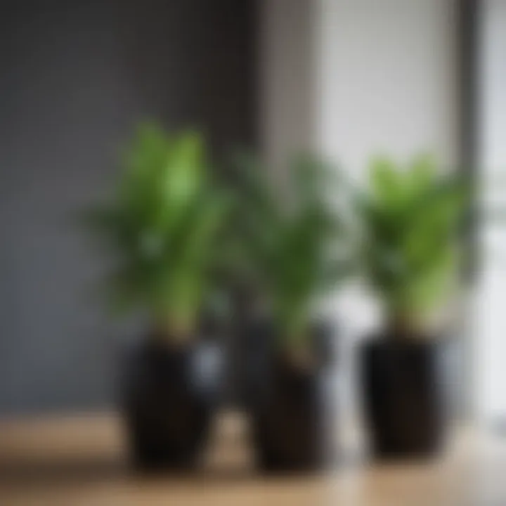 Close-up of black plastic plant pots with healthy plants thriving inside